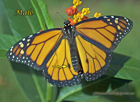 Male Monarch