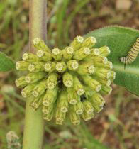 Green Milkweed