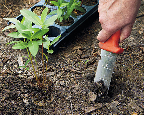 Gardener planting plants