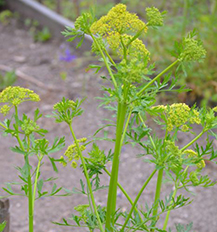 Prarie Parsley